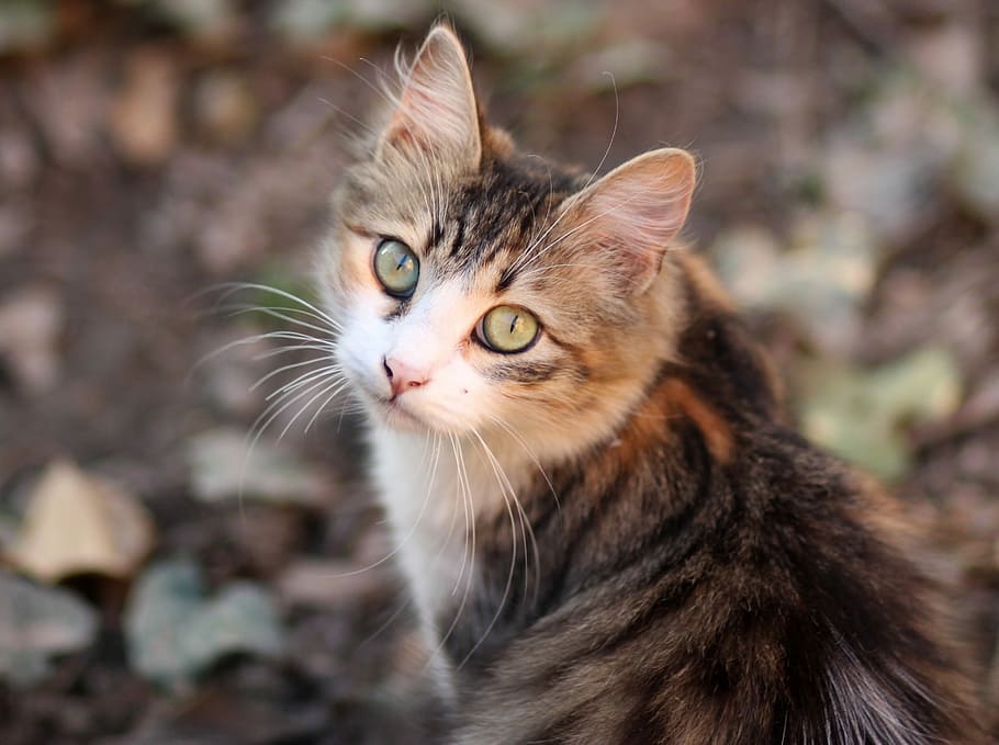 depth of field photography of calico cat, coloring, pet, about HD wallpaper
