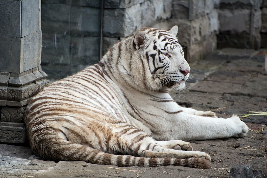albino tiger lying on concrete surface, pairi daiza, white tiger