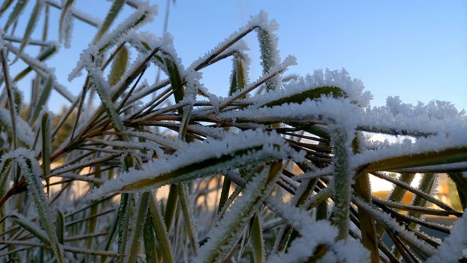 nature, grass, ice, sky, cold, winter, snow, cold temperature HD wallpaper