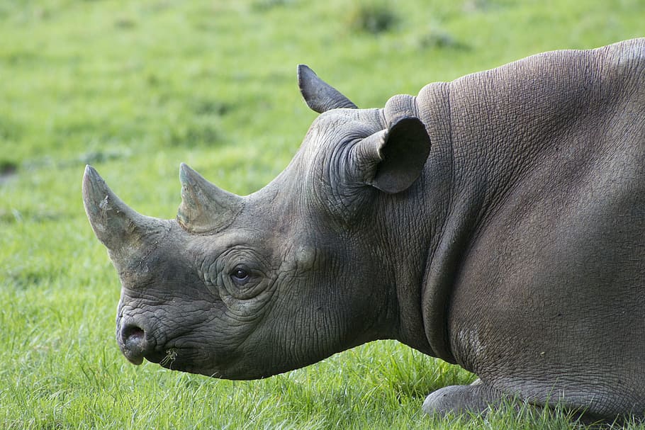 close up of gray rhinoceros, africa, safari, animal, wildlife, HD wallpaper