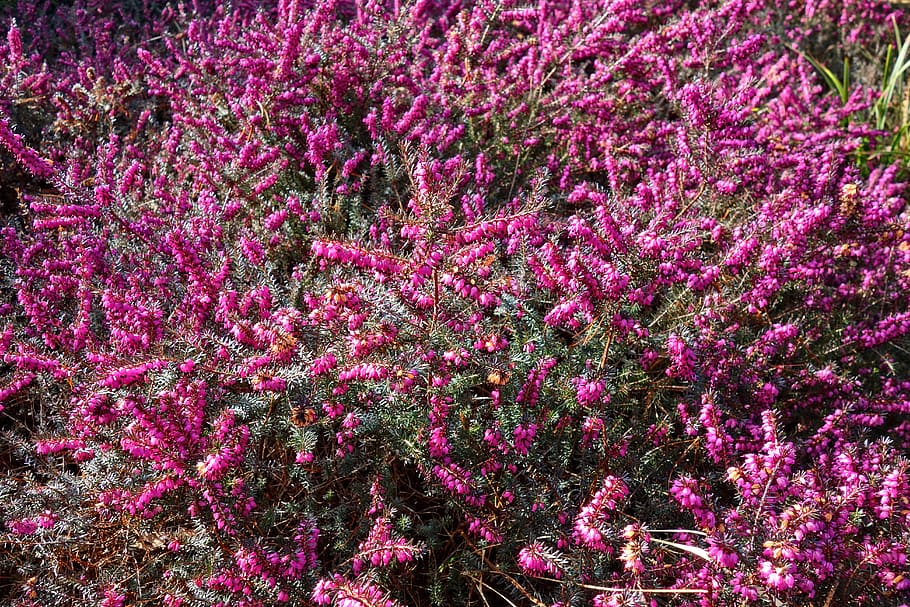 erica, flower, plant, blooming, heather, pink erica, pink heather, HD wallpaper