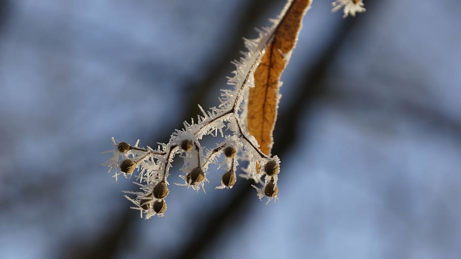 leaf, fruit, seed, leaves, lime tree, linden, wilted, withered HD wallpaper