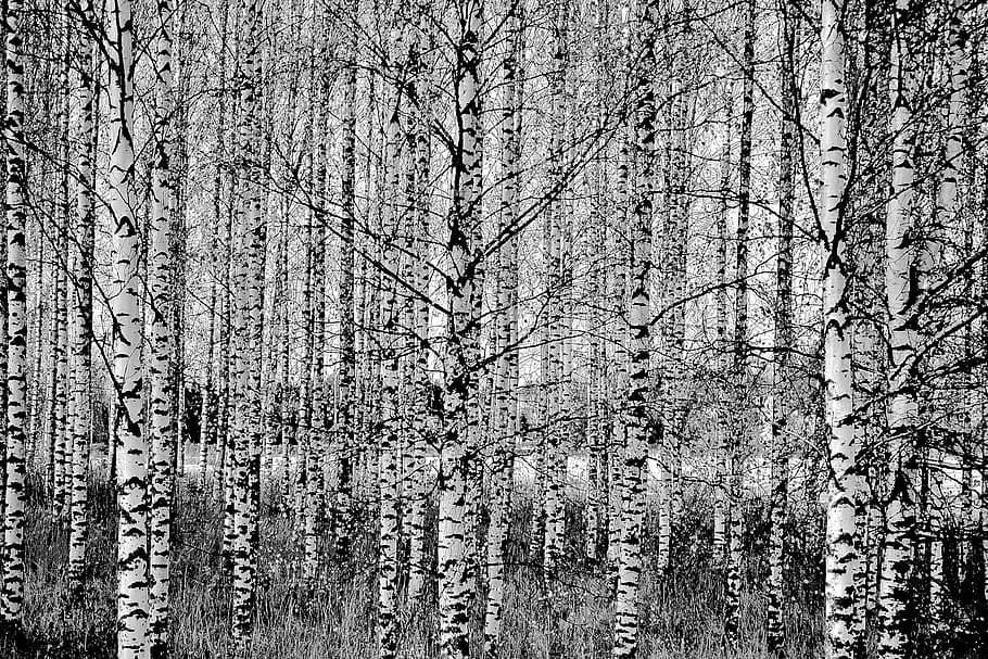 birch, tree, forest, nature, black And White, backgrounds, outdoors HD wallpaper