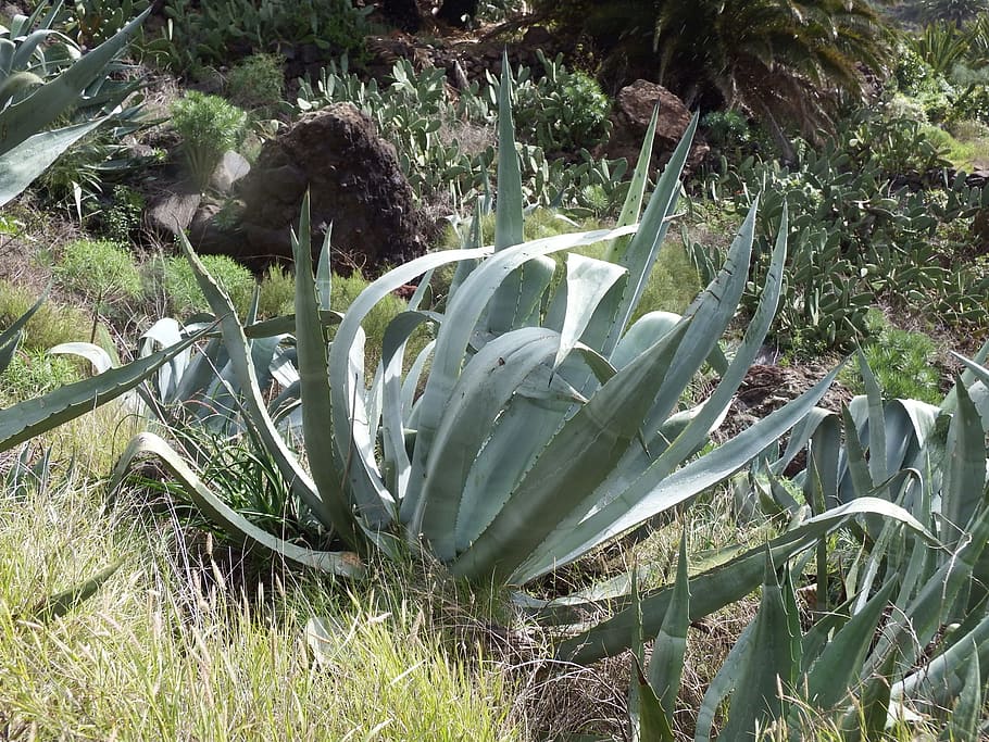 Agave, Cactus, Succulent, Plant, vegetable, growth, day, no people HD wallpaper