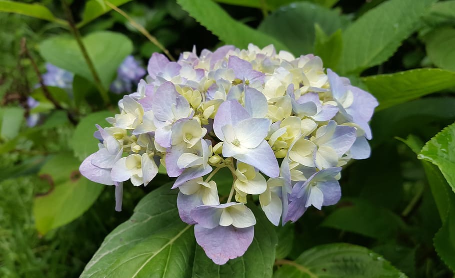 hydrangea, purple, spring, natural, morning, flower, flowering plant HD wallpaper