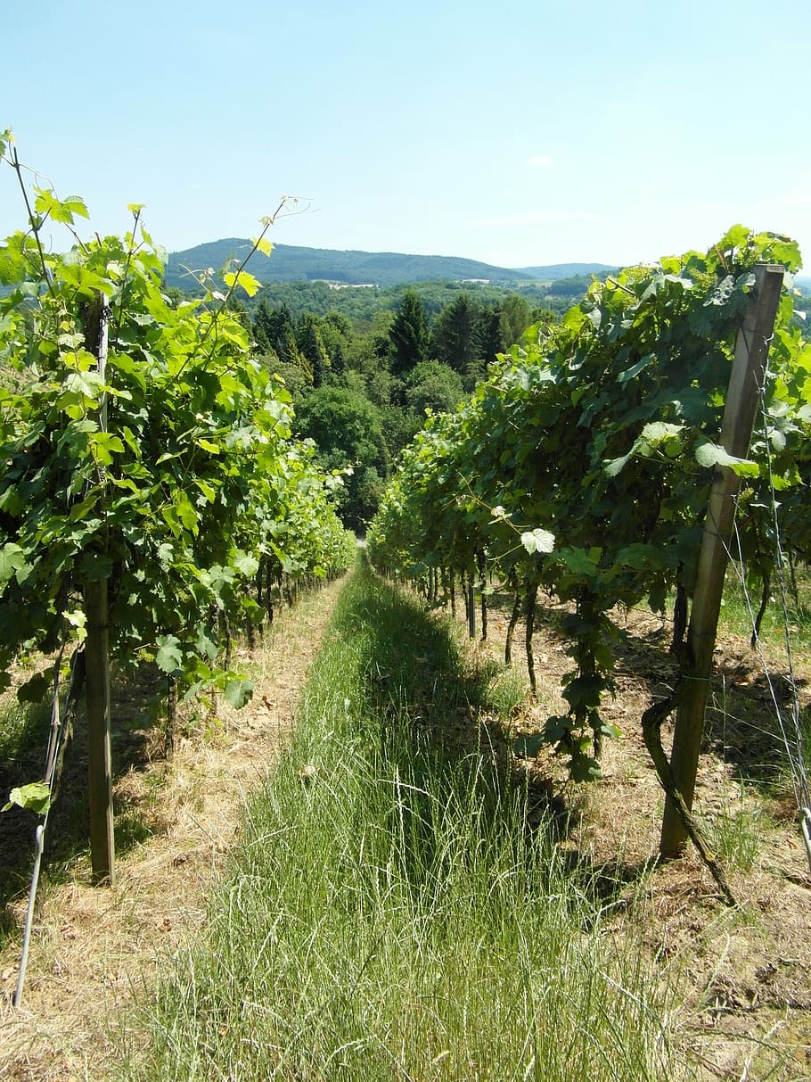 vineyard, vines, wine, hill, odenwald, summer, plant, growth HD wallpaper