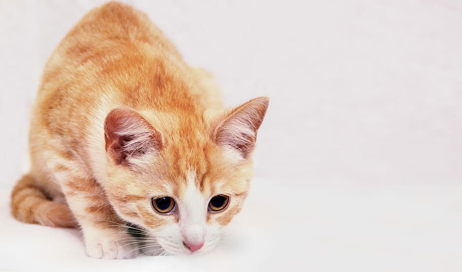 orange tabby cat bowing down, Background, Curious, Search, Smell HD wallpaper