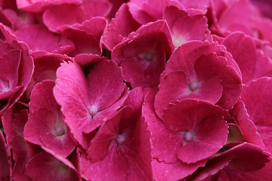 Hydrangea, Pink, Blossom, Bloom, Flower, plant, garden, nature HD wallpaper