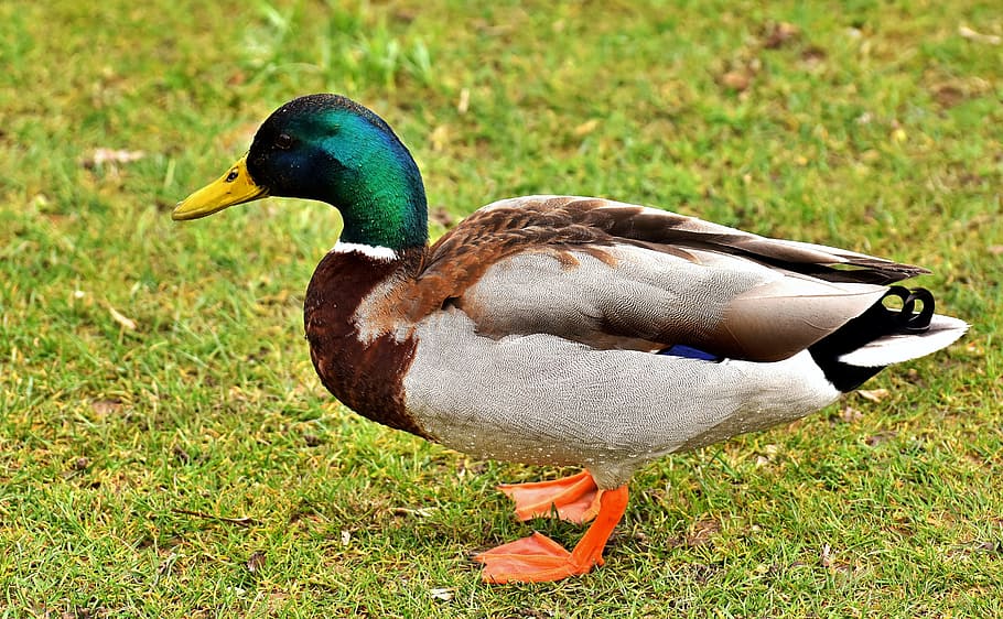 HD wallpaper: mallard, drake, colorful, male, water bird, duck, meadow ...