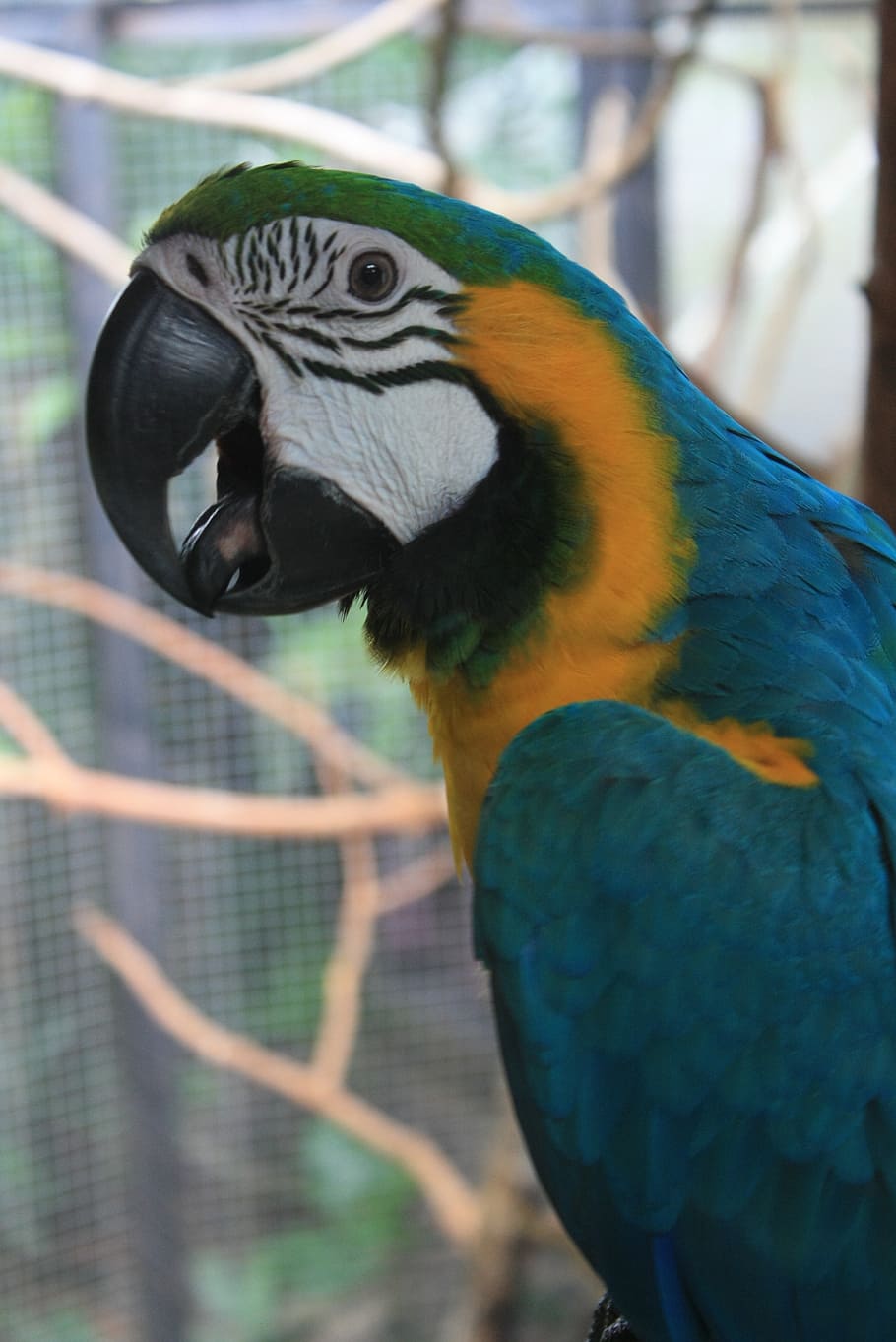 parrot, birds, animal, animal themes, animal wildlife, vertebrate HD wallpaper
