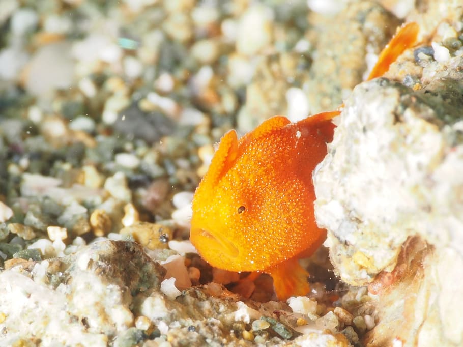 underwater, frogfish, animals in the wild, animal wildlife HD wallpaper