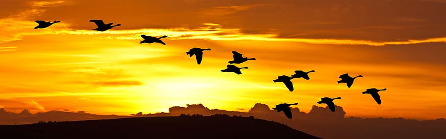 silhouette of birds flying during golden hour, sunrise, flight, HD wallpaper