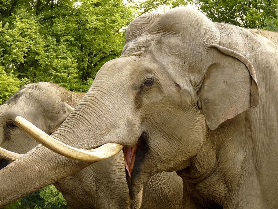 Elephant, Animal, Zoo, Proboscidea, tusks, mammals, indian elephant, HD wallpaper