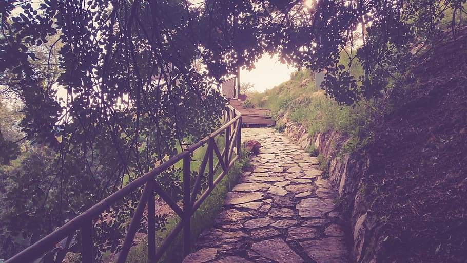 Passage Way, branches, leaves, path, railings, stairs, plant HD wallpaper