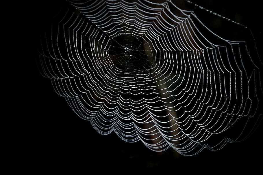 white spider web in closeup photography, cobweb, network, dewdrop HD wallpaper