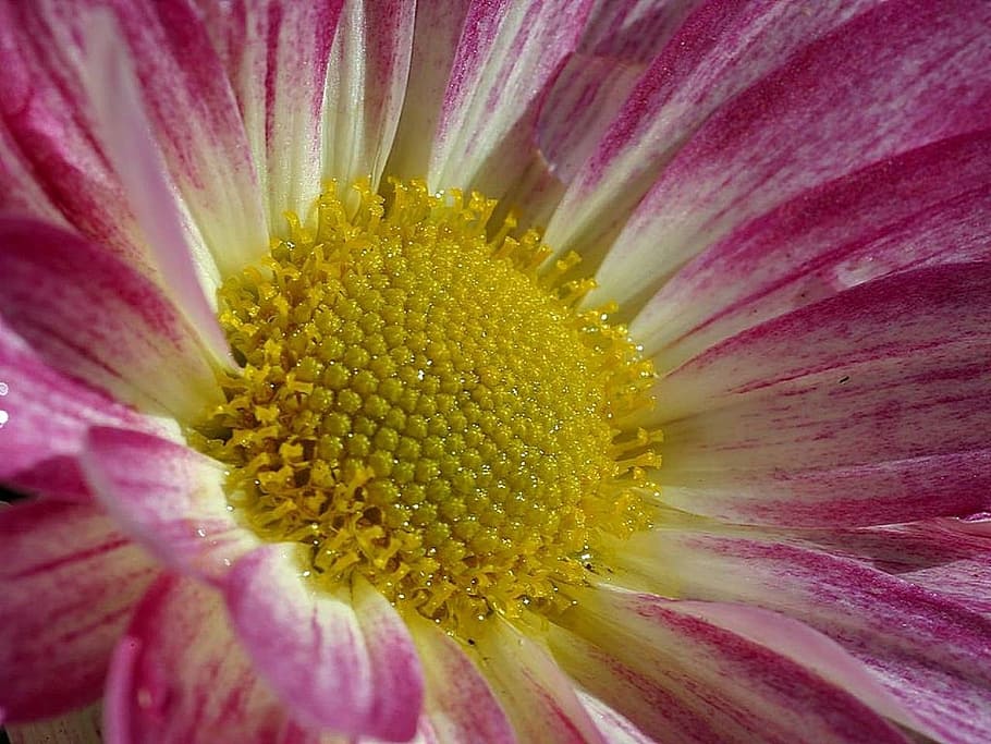 Flower, Dew, Macro, Blossom, Bloom, nature, plant, petals, color HD wallpaper