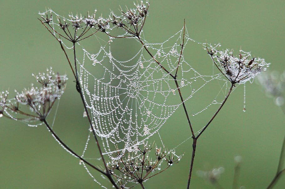 cobweb, dew, nature, spider Web, drop, close-up, fragility HD wallpaper