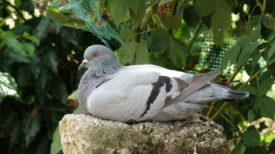 pigeon, bird, waiting, gray, plumage, ornithology, nature, feather HD wallpaper