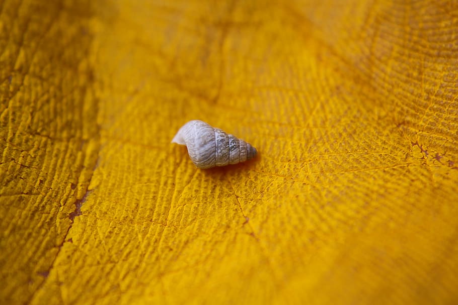 macro photography of snail on yellow surface, photography of empty shell HD wallpaper