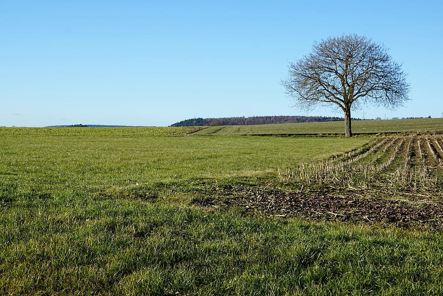 stockach, meadow, field, tree, landscape, grass, sky, plant HD wallpaper