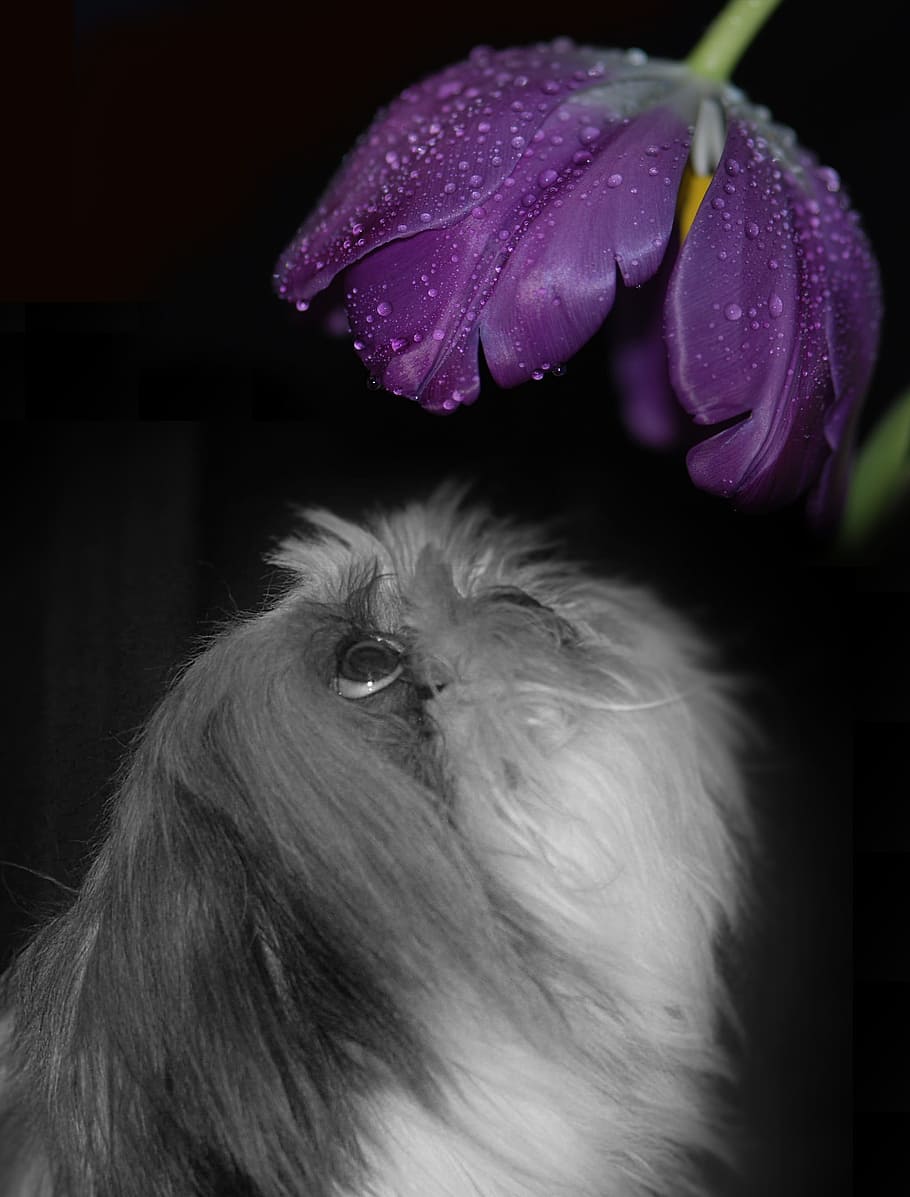 Dog, Tulip, Violet, one animal, animal themes, black background HD wallpaper