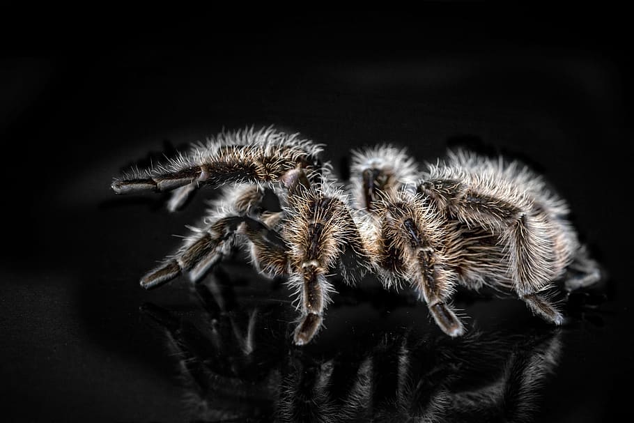selective focus photography of tarantula, arachnophobisch, spider HD wallpaper