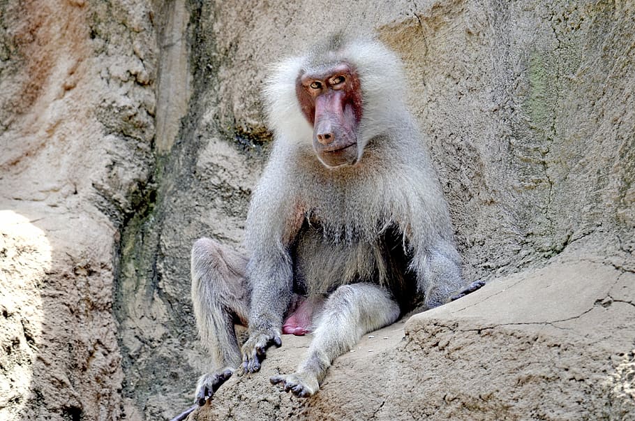 baboon, monkey, old, sit, watch, monkey males, grey fur, old animal HD wallpaper