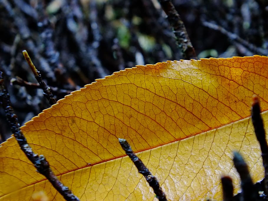 Leaf, Banana Tree, Tree, Wasp, Nature, Macro, leaves, yellow, HD wallpaper