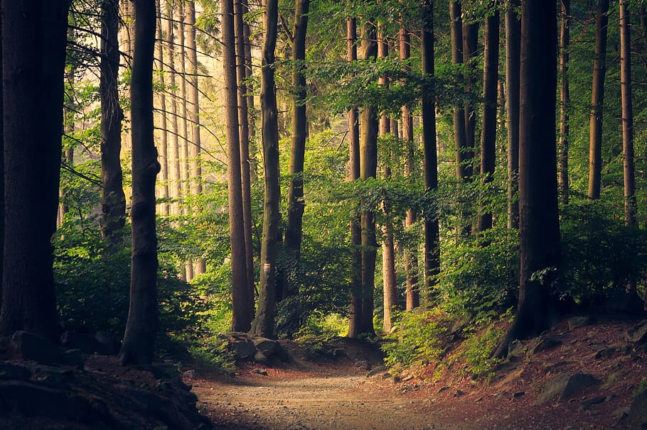 photography of brown road between green leaf tall trees, woods HD wallpaper