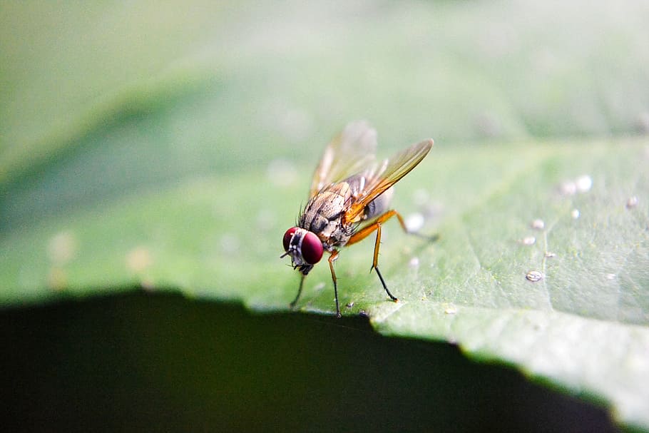 fruit fly, inset, wings, flying, leaf, sri lanka, mawanella