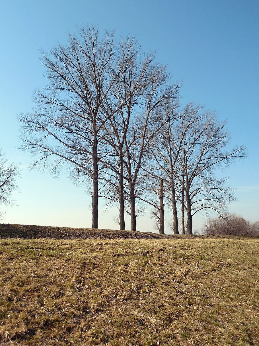 Trees, Spring, Nature, Sky, Aesthetic, landscape, rural Scene HD wallpaper