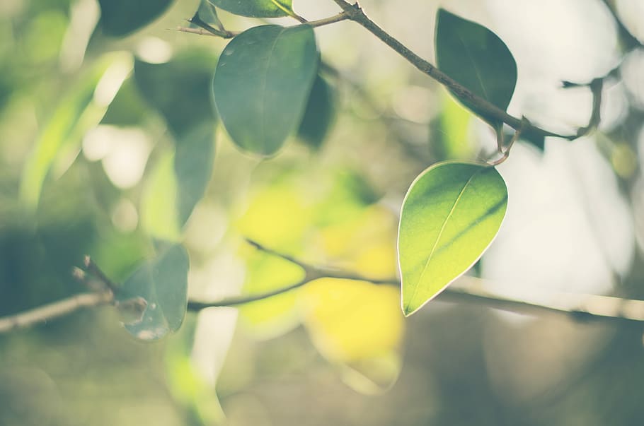 selective focus photography of green leafed plant, green leafed plant HD wallpaper