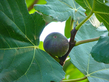 Fig, Fruit, True, Ficus, Carica, fig fruit, green, fig tree HD wallpaper