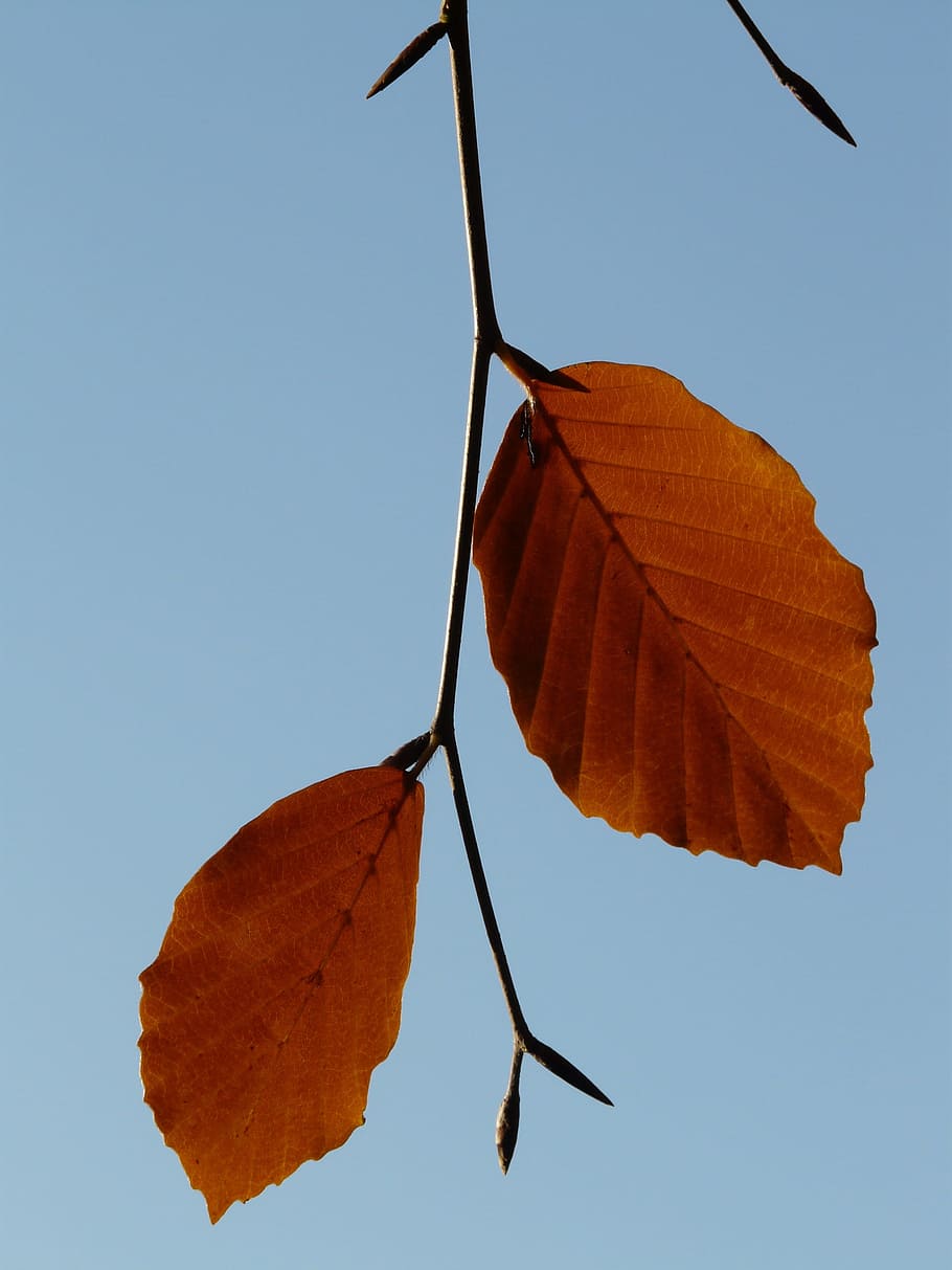 Leaf, Pair, Beech, two, both, fagus sylvatica, deciduous tree HD wallpaper