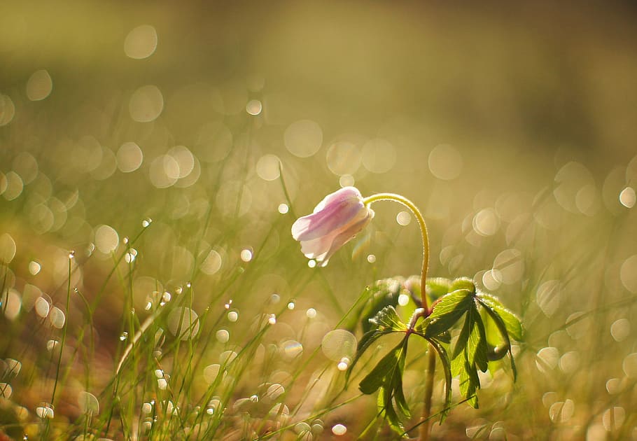 selective focus photography of purple petaled flower with water dews HD wallpaper