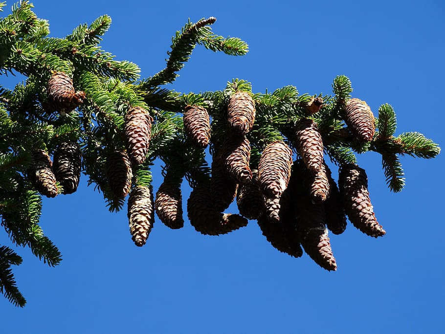 pine cone, tap, tree, alpine trees, nature, plant, sky, blue HD wallpaper