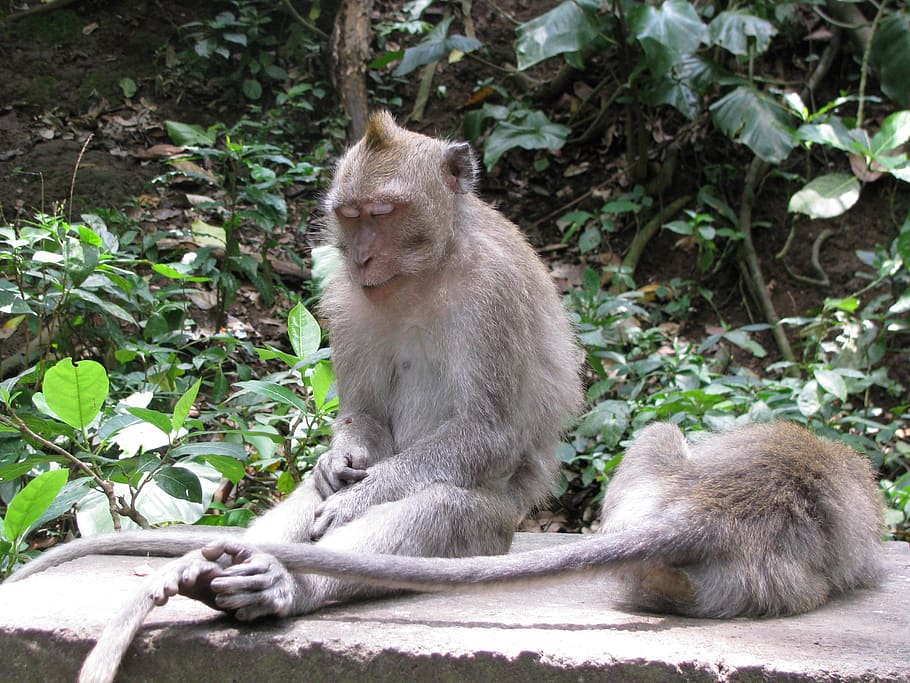monkey, sleeping, indonesia, mammal, animals in the wild, animal wildlife HD wallpaper