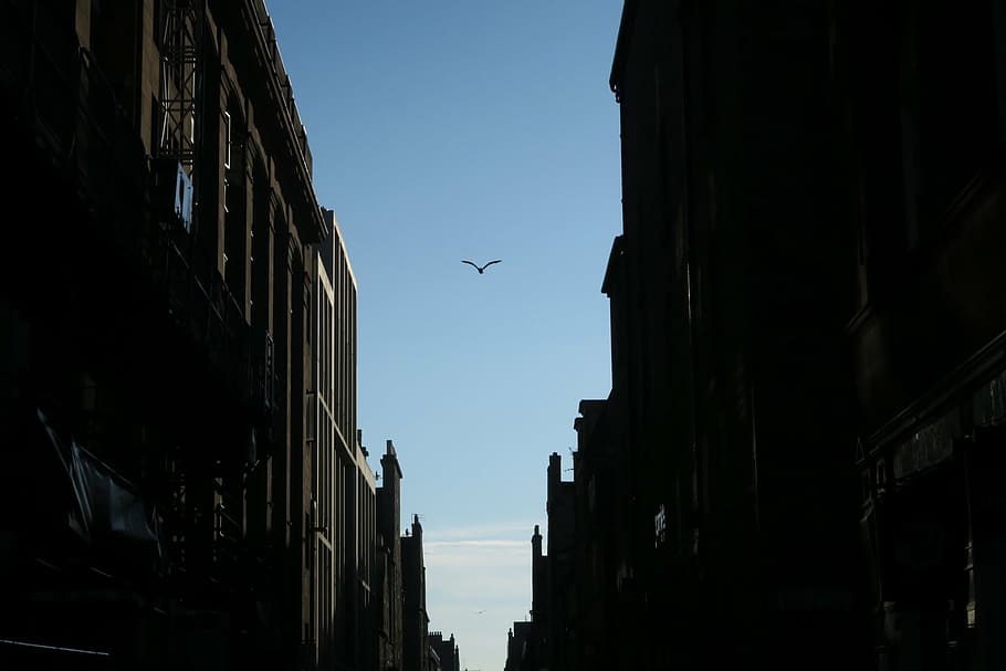 flying bird between buildings during daytime, black, blue, sky HD wallpaper