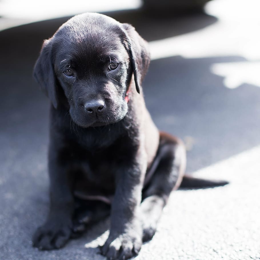 black Labrador retriever puppy, sad puppy, dog, one animal, pets