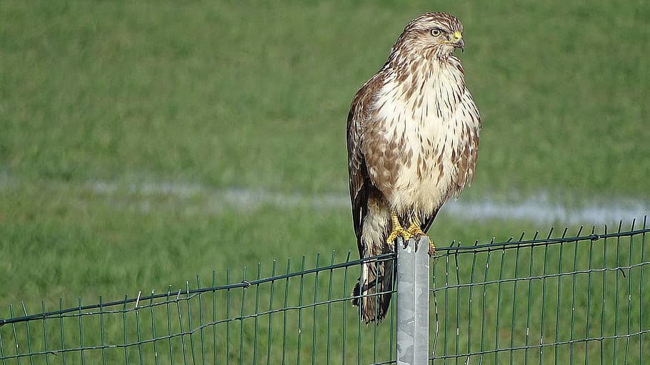 Buzzard, Stops, Curiosa, bird, one animal, animal themes, animal wildlife HD wallpaper