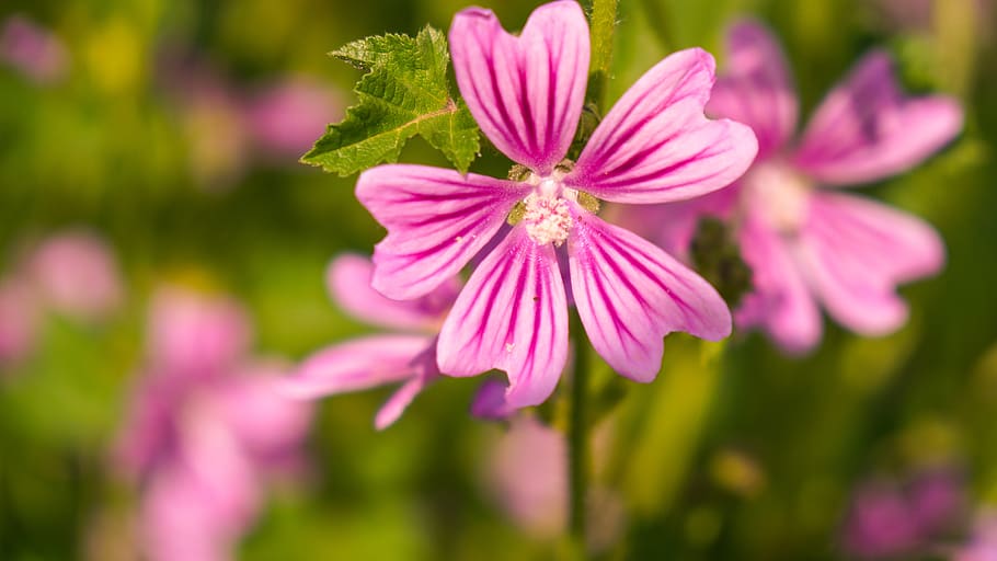 flower, wild, nature, flowering plant, freshness, beauty in nature HD wallpaper