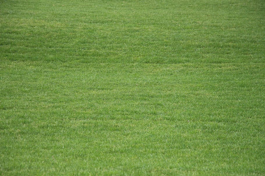 green grass during day, meadow, summer, structure, texture HD wallpaper