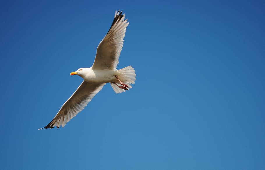 sky, seagull, bird, fly, flying, spread wings, animals in the wild HD wallpaper