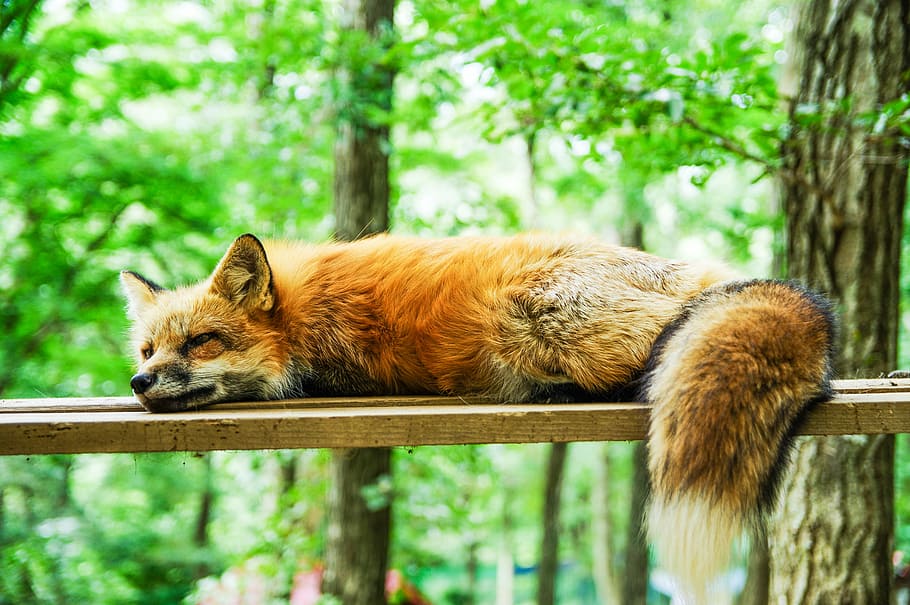 brown fox laying on brown wooden plank during daytime, animal HD wallpaper