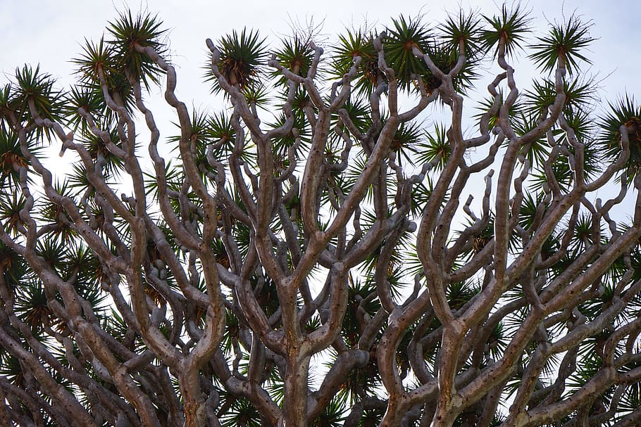 dragon tree, branches, shoots, excesses, canary island dragon tree, HD wallpaper