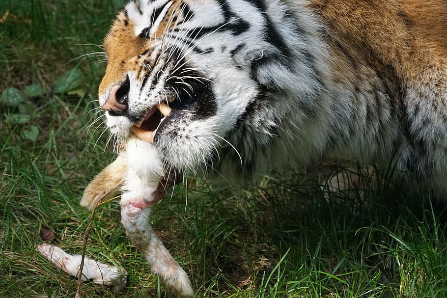 tiger, amurtiger, predator, cat, carnivores, siberian, dangerous HD wallpaper