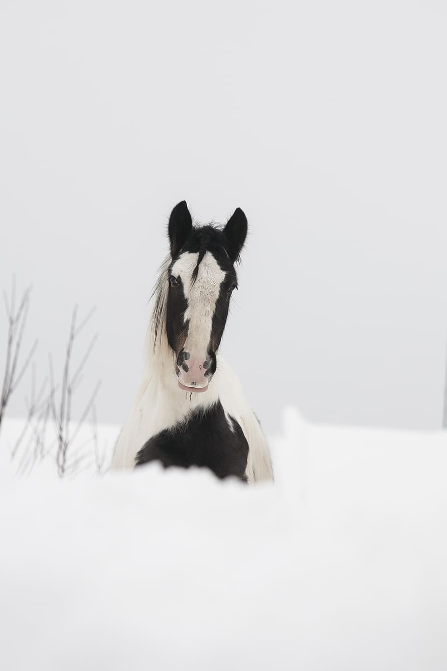 horse, white, black, grasshopper, stallion, irish cob, mare, HD wallpaper