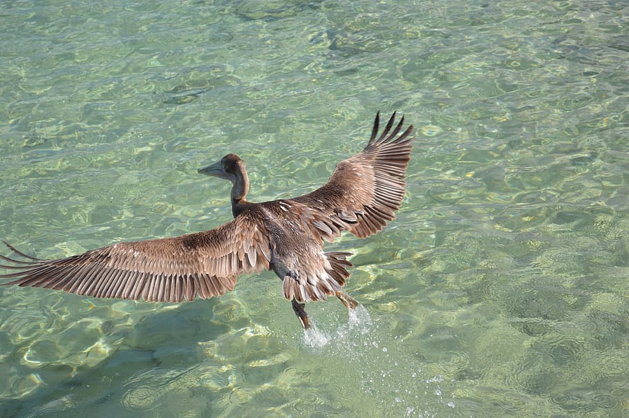 Bird, Water, Pity, Encyclopedia, Freedom, fly, animal, spread wings HD wallpaper