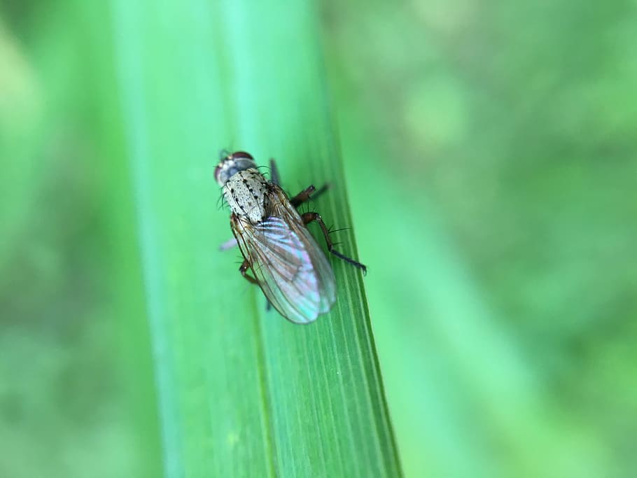 brown bee on leaf, fly, insect, animal wildlife, animals in the wild HD wallpaper
