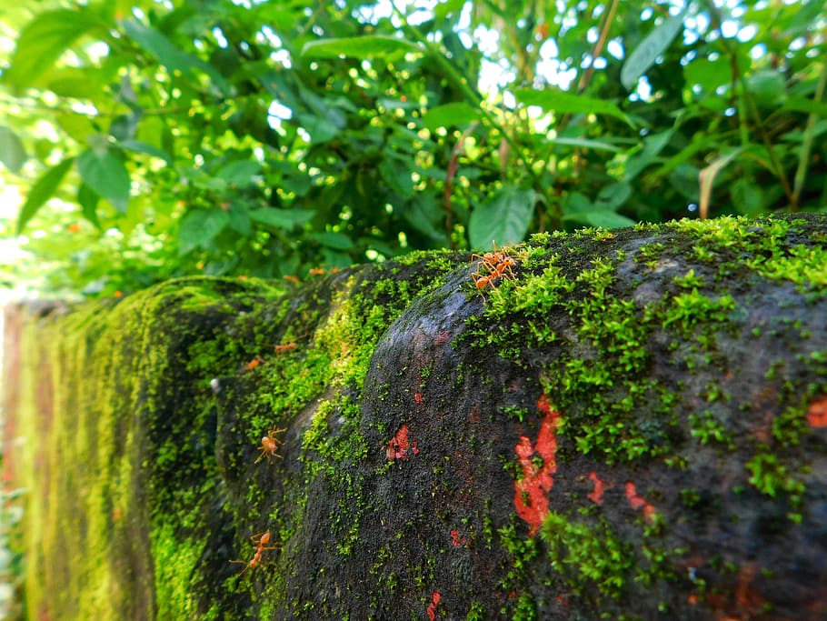 wall, plants, green, tree, nature, green color, day, growth HD wallpaper